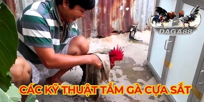 Những kỹ thuật tắm gà cựa sắt phổ biến