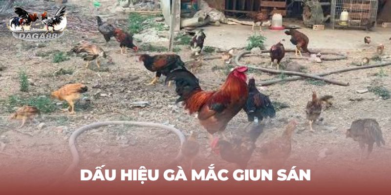 Dấu hiệu gà mắc giun sán kê thủ nên biết