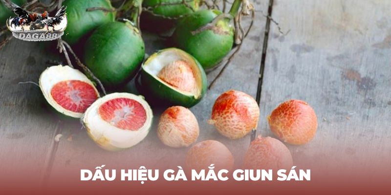 Cách tẩy giun sán cho gà chọi bằng hạt cau hiệu quả