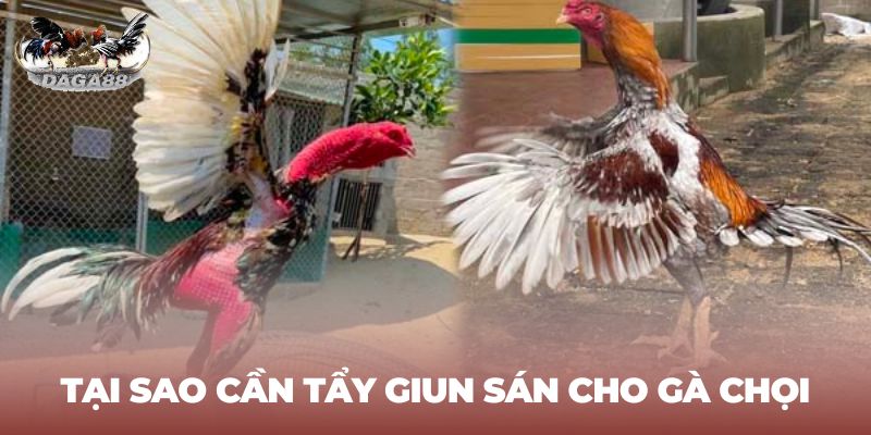 Tìm hiểu cách tẩy giun sán cho gà chọi - Tại sao cần làm điều đó?