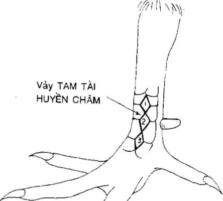 Sư kê mách cách coi vảy gà chuẩn - Tăm tài huyền trâm