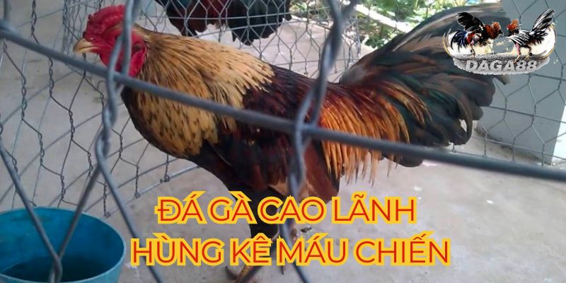 Giới thiệu chung về đá gà Cao Lãnh