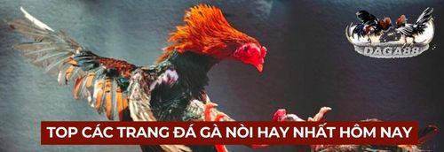 Tổng hợp các trang đá gà nòi hay nhất hôm nay