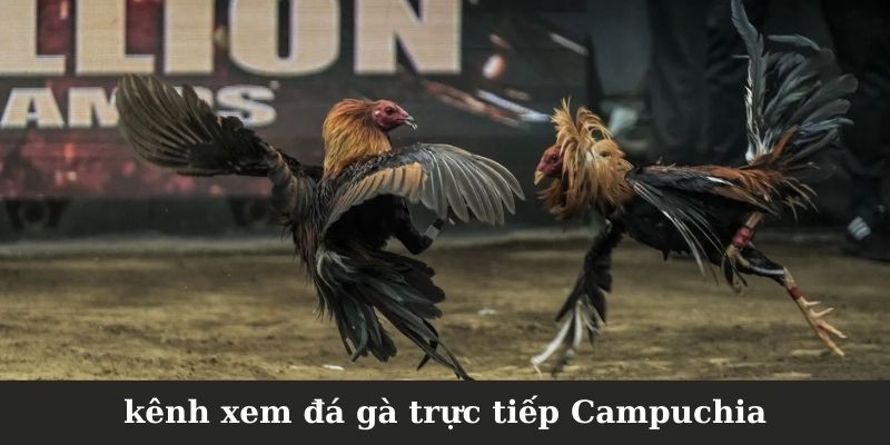 Địa điểm xem đá gà trực tiếp Campuchia