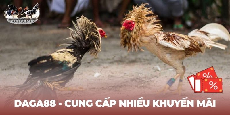 Nhà cái daga88 cung cấp nhiều chương trình khuyến mãi