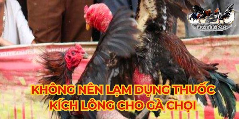 Kê thủ chơi gà không nên lạm dụng thuốc kích lông cho gà chọi