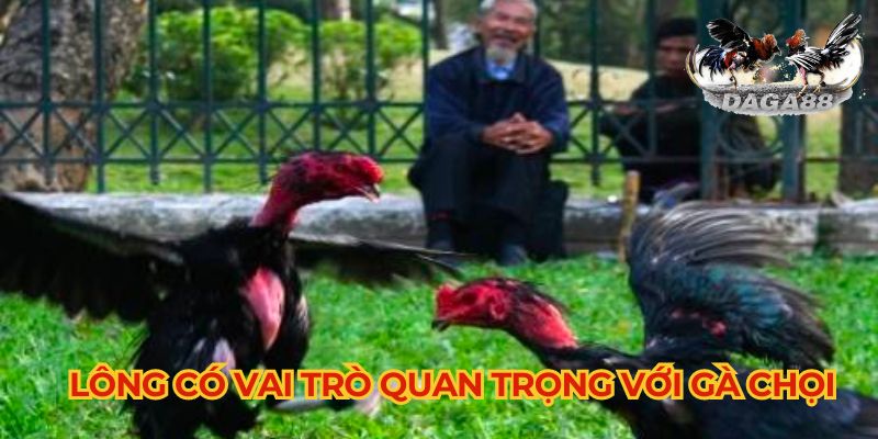 Lông có vai trò quan trọng với gà chọi nên dùng thuốc kích lông cho gà chọi là rất dễ hiểu