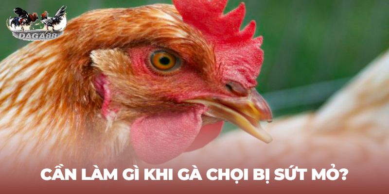 Cần làm gì khi gà chọi bị sứt mỏ anh em nên biết