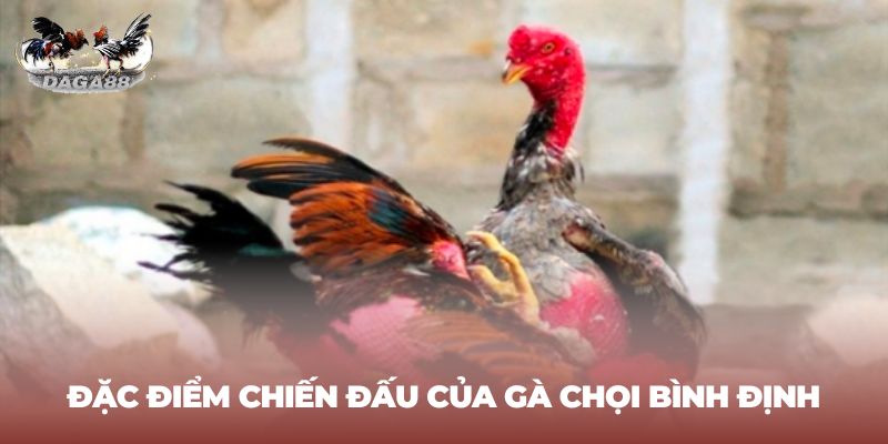 Đặc điểm chiến đấu gà chọi Bình Định dòng Tây Sơn