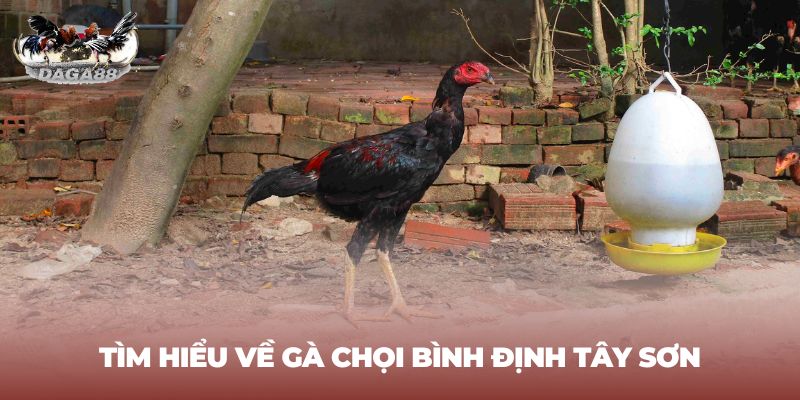 Khái quát về gà chọi Bình Định dòng Tây Sơn