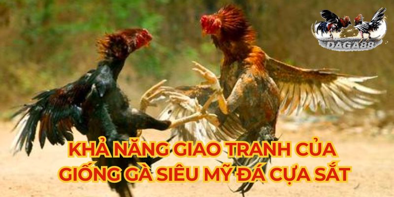 Khả năng giao tranh của giống gà siêu Mỹ đá cựa sắt