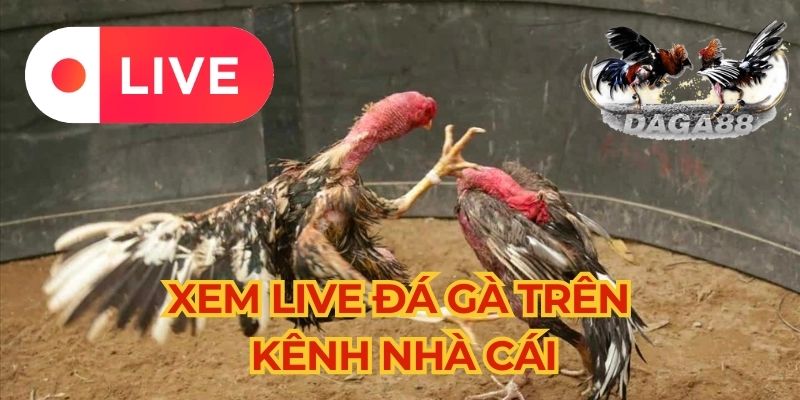 Kênh đá gà tại nhà cái cực mượt