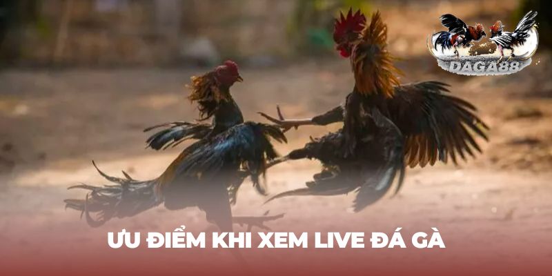 Xem Live đá gà hấp dẫn - An toàn và tiện lợi