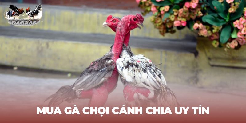 Địa chỉ mua gà chọi cánh chia cho anh em kê thủ