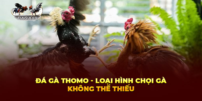 Đá gà Thomo - Loại hình chọi gà không thể thiếu