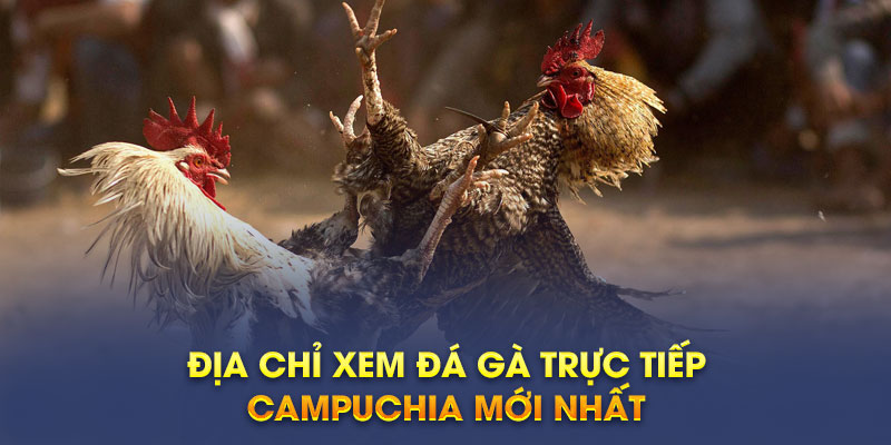 Địa chỉ xem đá gà trực tiếp Campuchia mới nhất