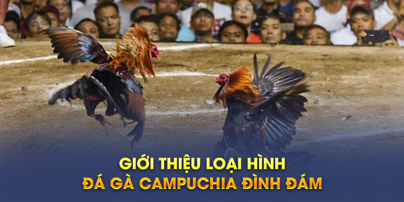 Giới thiệu loại hình đá gà Campuchia đình đám