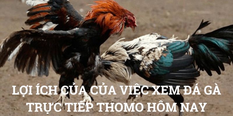 Lợi ích của của việc xem đá gà trực tiếp thomo hôm nay