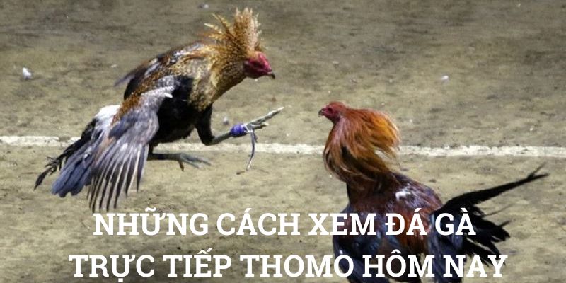 Những cách xem đá gà trực tiếp thomo hôm nay