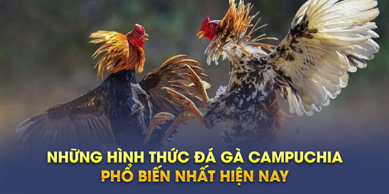 Những hình thức đá gà Campuchia phổ biến nhất hiện nay