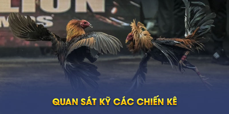 Quan sát kỹ các chiến kê 