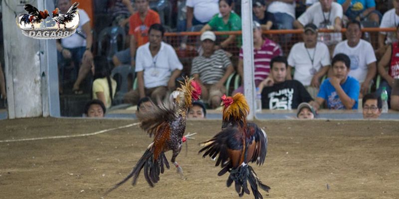 Người chơi cần chọn địa điểm tham gia đá gà có uy tín