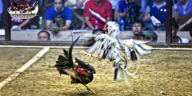 Hình thức đá gà cựa dao trực tuyến 