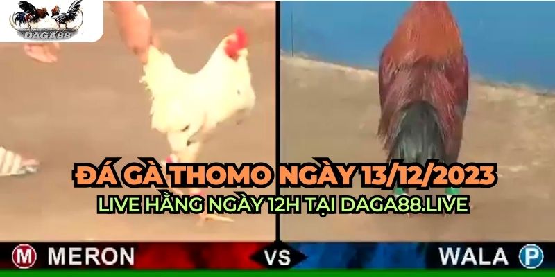 trực tiếp đá gà thomo 13/12/2023