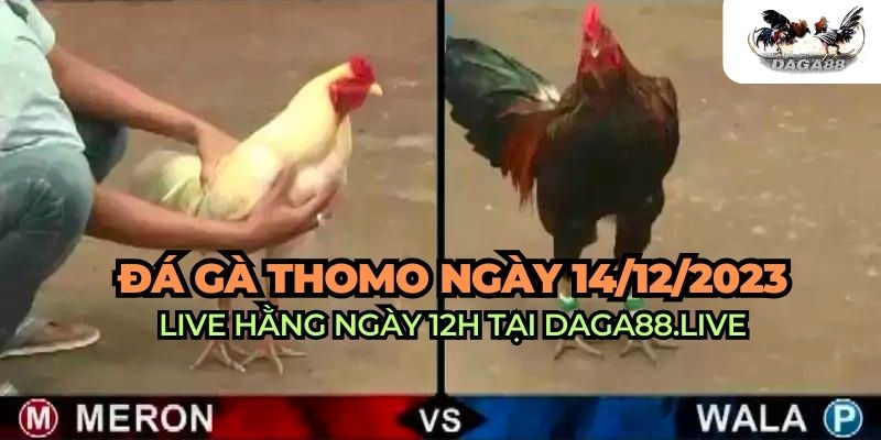 đá gà trực tiếp 14/12/2023