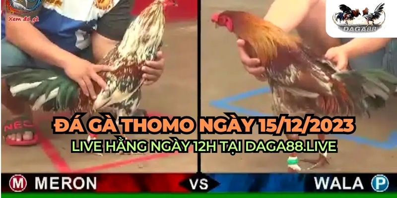 đá gà trực tiếp 15/12/2023