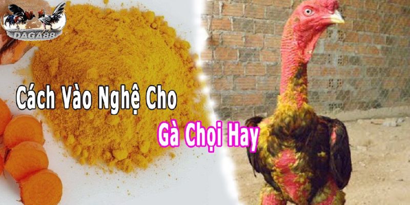 Vào nghệ cho gà chọi tạo khả năng làm lành vết thương 