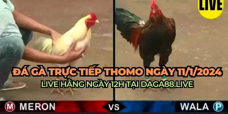 đá gà trực tiếp thomo ngày 11/1