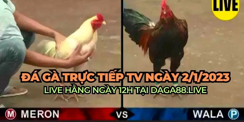 xem đá gà trực tiếp tv