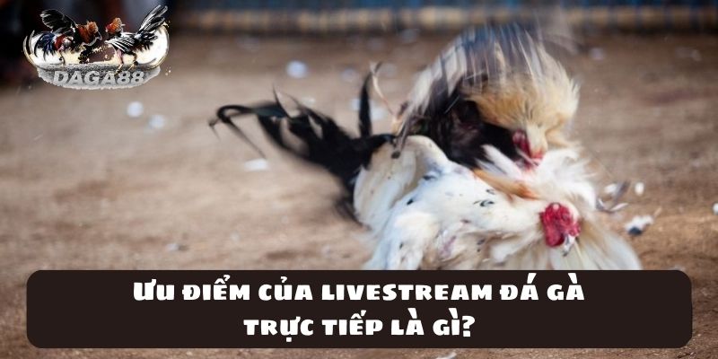 Ưu điểm của livestream đá gà trực tiếp là gì? 