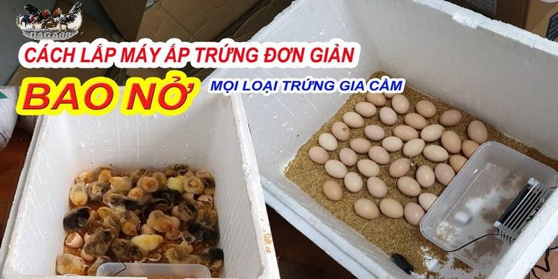 Hướng dẫn làm máy ấp trứng gà nhà đơn giản tại nhà