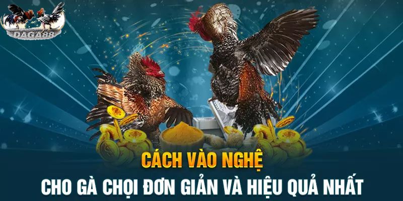 Quy trình thực hiện vào nghệ cho gà chọi nhanh chóng 