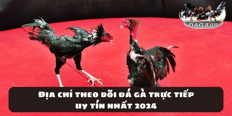 Địa chỉ theo dõi đá gà trực tiếp uy tín nhất 2024