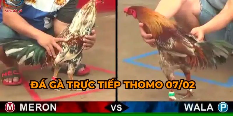 đá gà trực tiếp thomo ngày 7/2