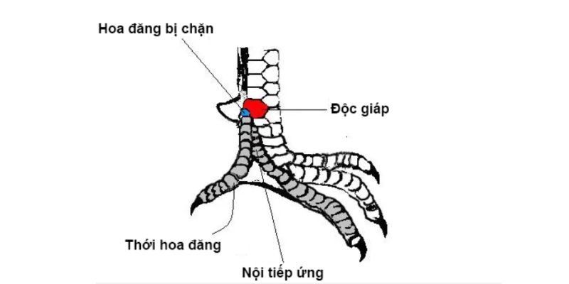 Giáp hoa đăng là loại vảy được nhiều cược thủ săn đón