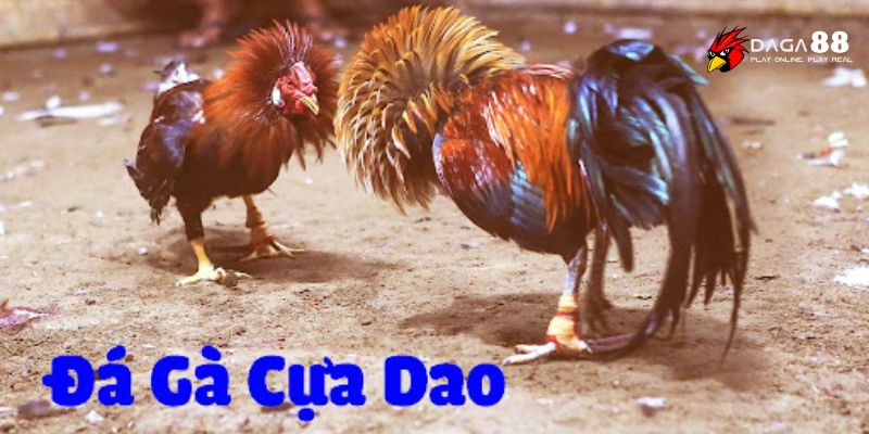 đá gà cựa dao